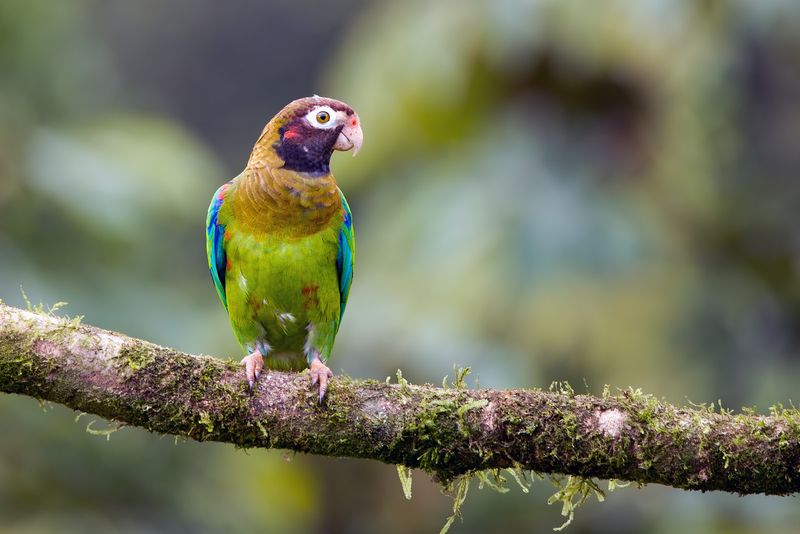 Costa Rica