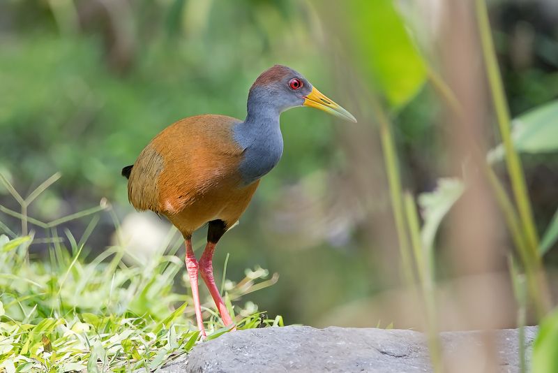 Costa Rica