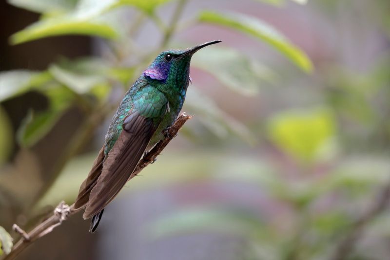 Lesser Violetear Hummingbird