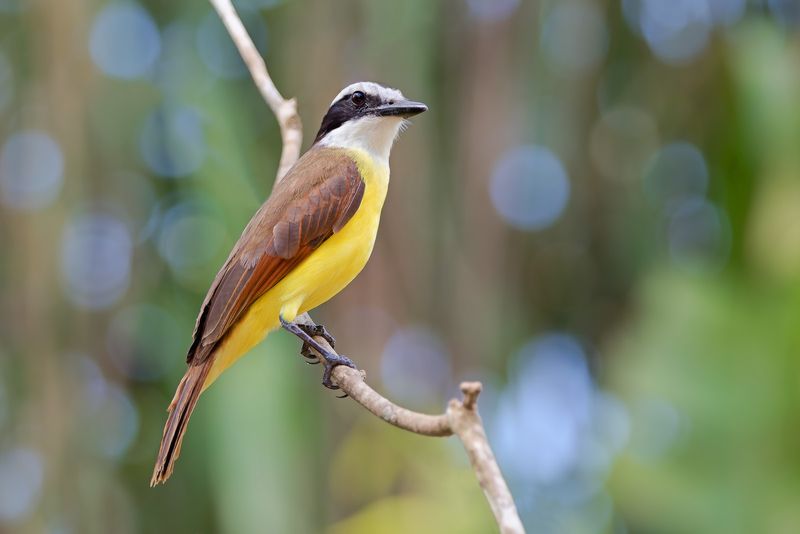 Wild Birds
