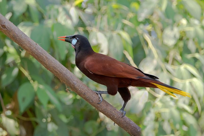 Costa Rica
