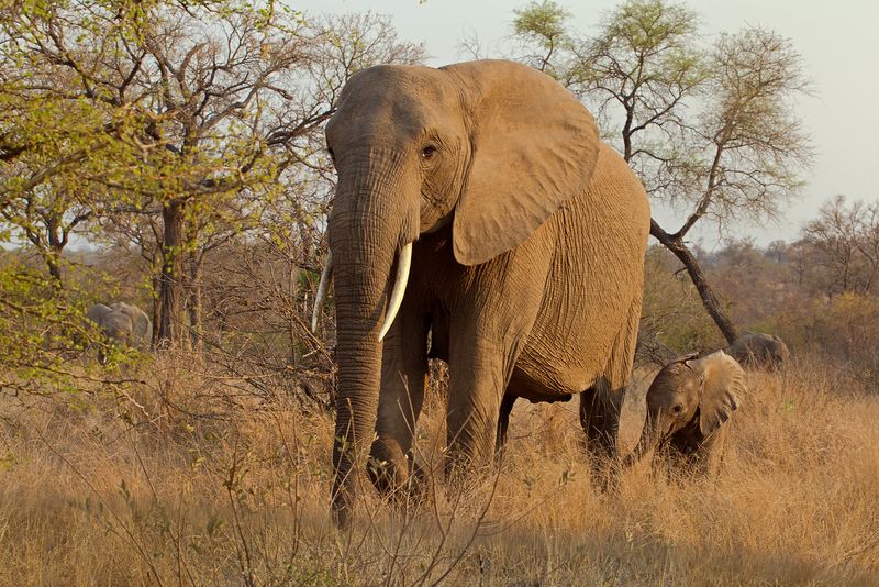 Kruger National Park