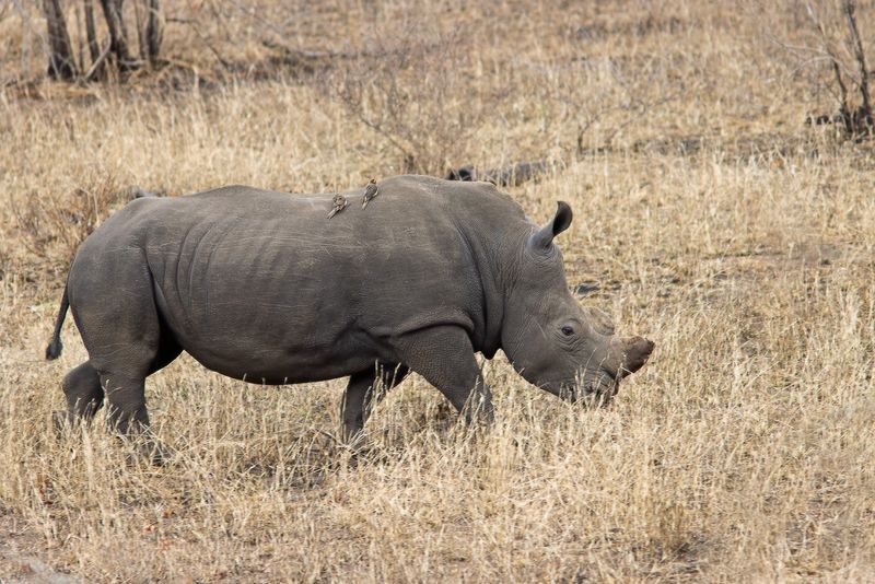 Kruger National Park