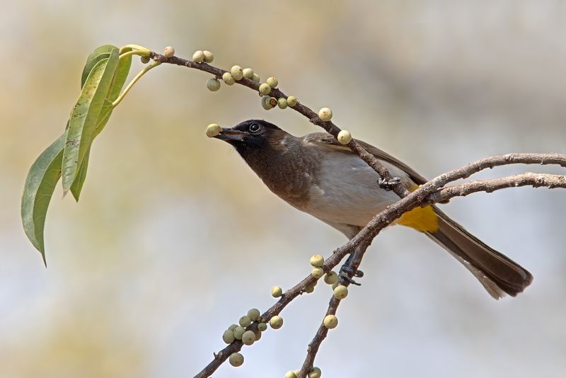 Kruger National Park