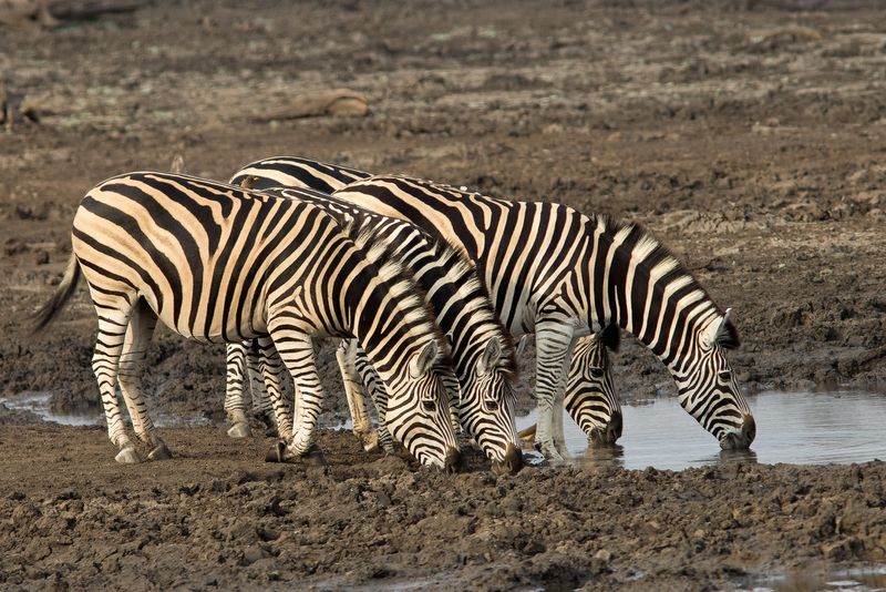 Zebras Drinking