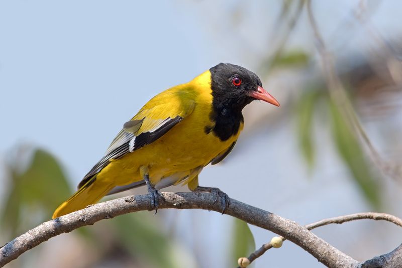 Black-headed Oriole