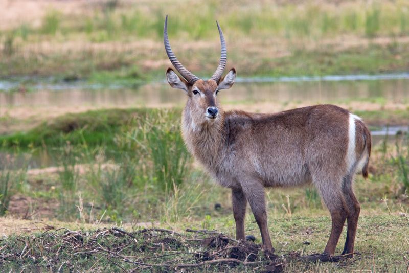 Waterbuck