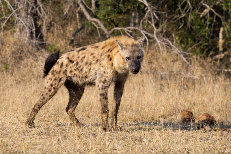 Spotted Hyena