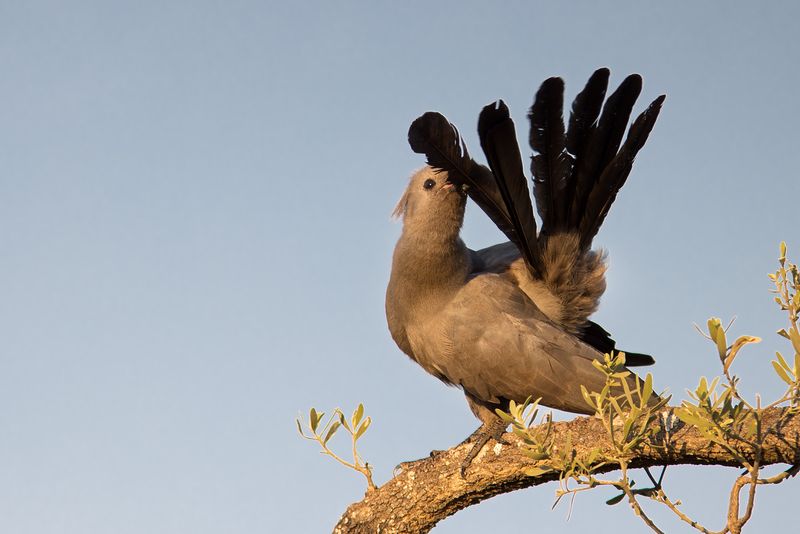 Kruger National Park