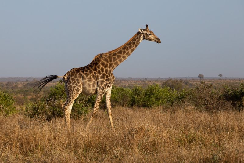 African Wild Animals