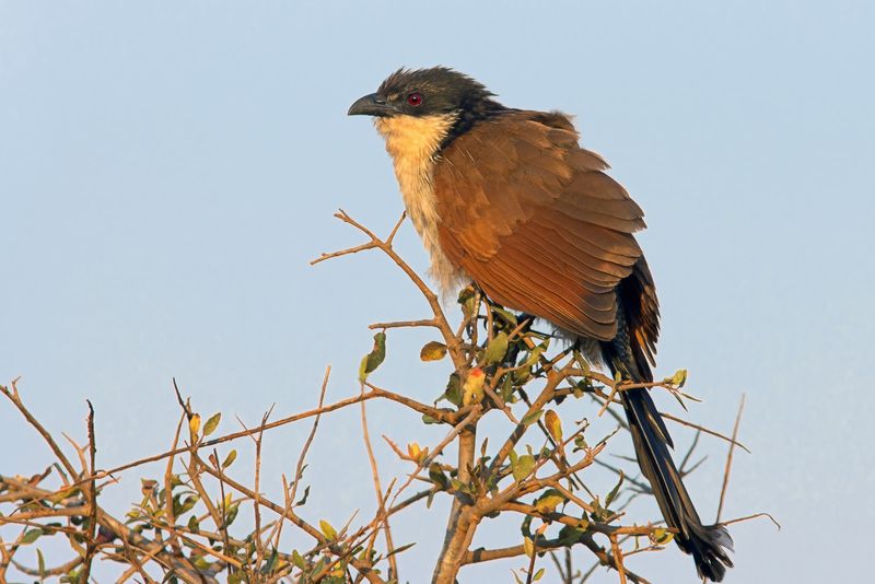 Kruger National Park