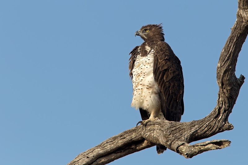 Kruger National Park