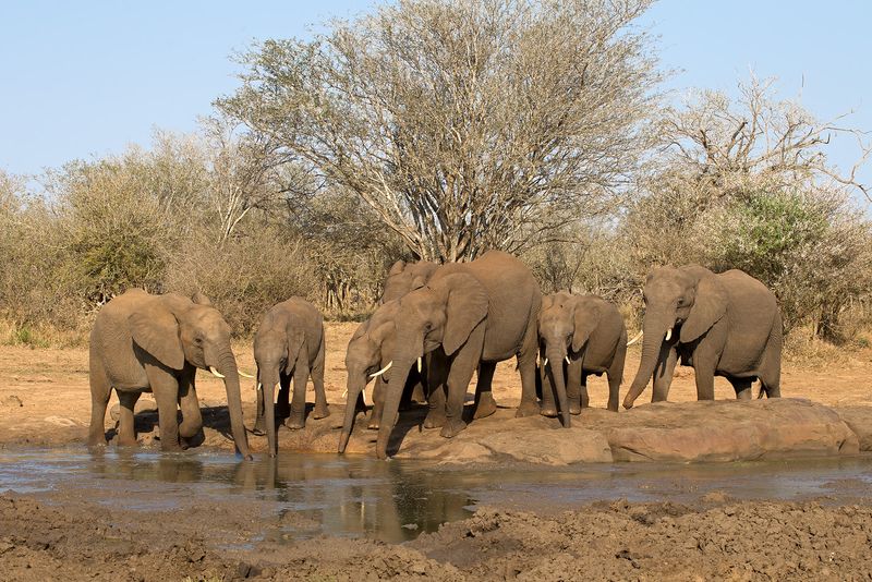 Elephants Drinking