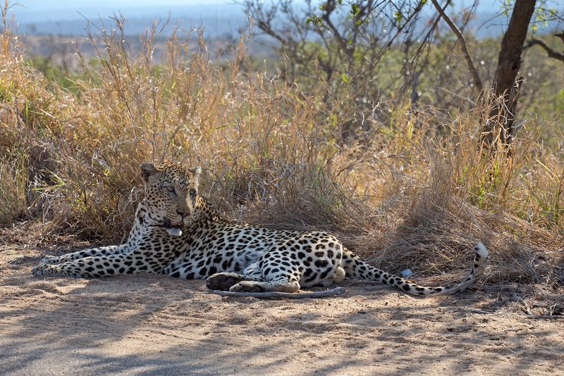 Tired after Territory Marking