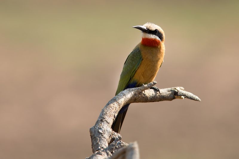 White-fronted Bee-eater
