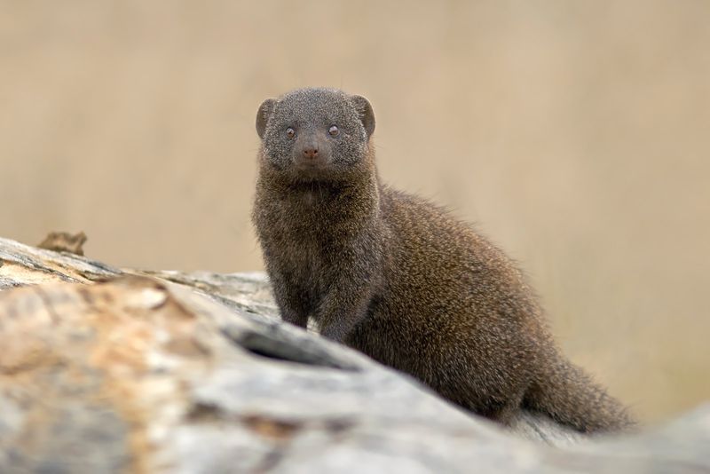 Kruger National Park