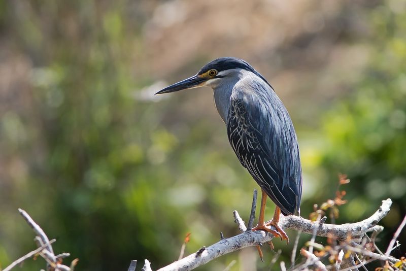 Kruger National Park