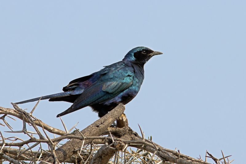 Kruger National Park