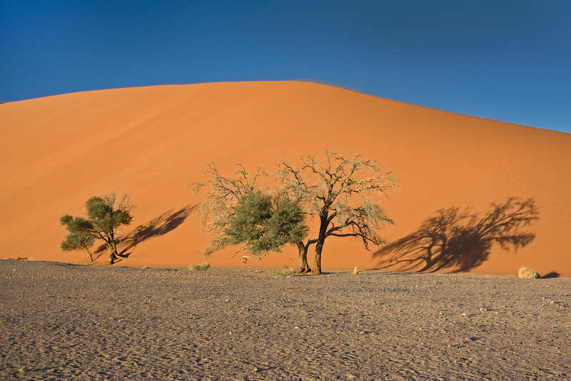 Trees and Shadows on Dune 45