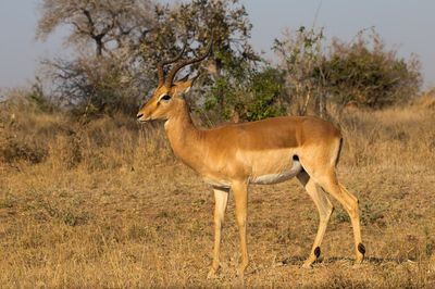 Impala