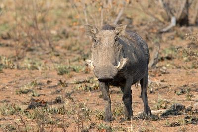 Warthog