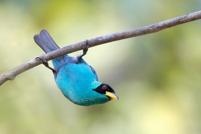 Costa Rica