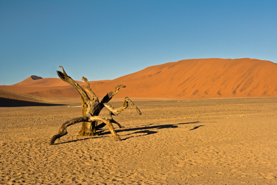 Stump in Desert