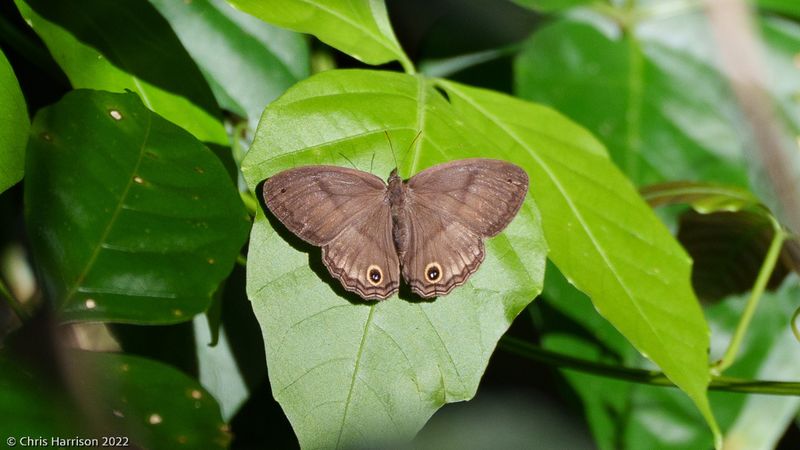<i>Cissia pompilia</i></br>Plain Satyr 