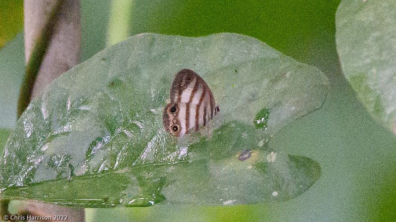 <i>Euptychia jesia</i></br>Jesia Satyr