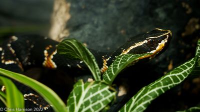 Agkistrodon taylori