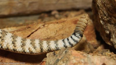 Crotalus pyrrhus