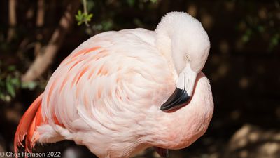 American_Flamingo_7IV00524.jpg