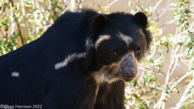 Spectacled Bear