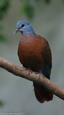 Blue-headed Dove