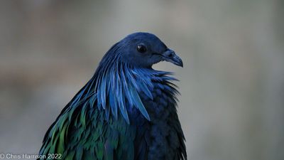 Nicobar Pigeon
