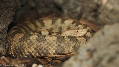 Porthidium dunnii