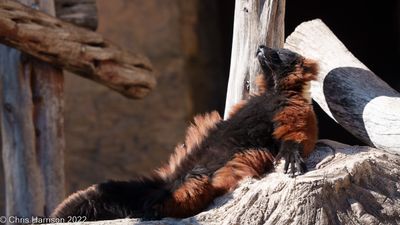 Red-ruffed Lemur