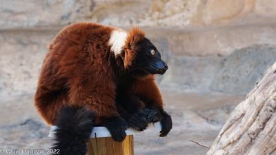 Red-ruffed Lemur