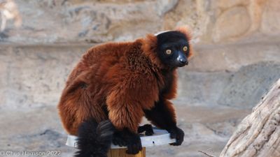 Red-ruffed Lemur