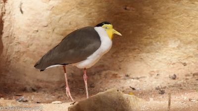 Masked Lapwing