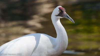 Whooping Crane