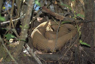 Copperheads, Cottonmouths, and Cantils