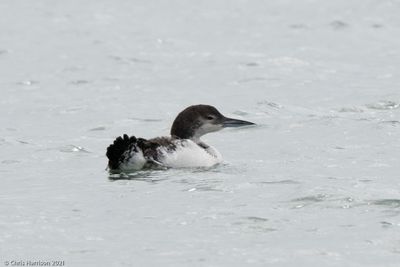 Common Loon