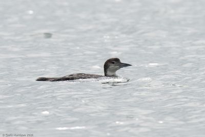 Common Loon