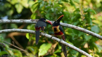 Toucans