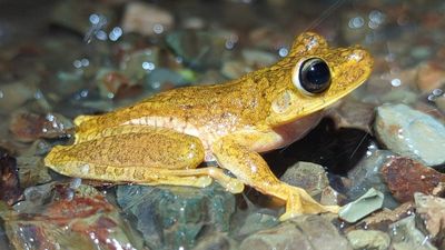 Neotropical Treefrogs and Relatives
