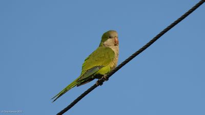 Monk Parakeet