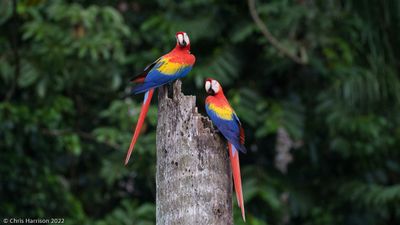 Scarlet Macaw