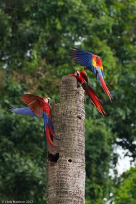 Scarlet Macaw