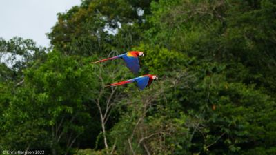 Scarlet Macaw